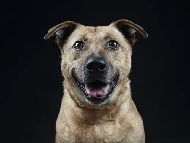 Luna lleva cerca de 11 años abandonada. Ha crecido en el albergue de LA ASOCIACIÓN PROTECTORA AXLA AMIGOS X LOS ANIMALES, de Madrid. Fue abandonada en un ascensor siendo cachorra. Esto ocurría en el año 2013. Han pasado muchos años. Uno de los primeros refugios que visité con mi cámara cuando empecé este proyecto fue el de AXLA, y aquel día, hace nueve años, ya retraté a Luna.

La cara alegre de Luna en uno de sus últimos retratos que le hice, tiene una explicación muy triste: el refugio es su hogar. Por eso se muestra tan tranquila. Está en su casa.

Así de triste es ser un perro invisible. Y por lo que parece, Luna ya no saldrá de ahí.