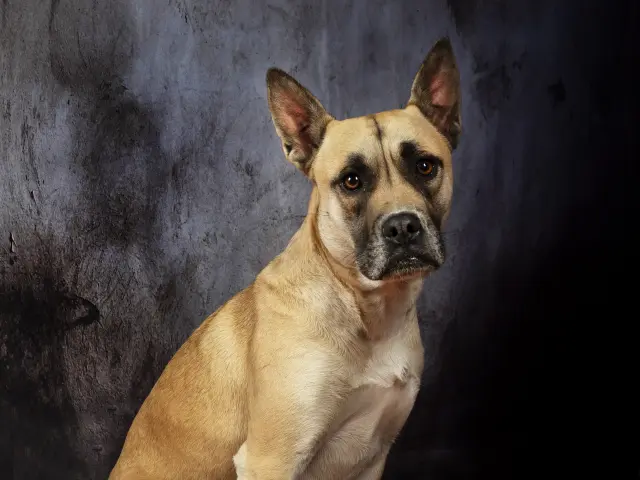 A la perra Marutxa la retraté en varias ocasiones, la última vez en el año 2019. Vivía en una residencia de Toledo pagada por la ASOCIACIÓN MÁS VIDA, de Toledo.

Sigue sin adopción. Sigue esperando. Cuando se comenzó a llamar a este proyecto fotográfico "Invisibles" era por estos perros que desaparecen del mundo.

Marutxa se cree que era maltratada por quien se supone que debía cuidarla y protegerla. Las voluntarias de la protectora convencieron a ese hombre para que la cediera y consiguieron sacarla de allí.

El maltrato es siempre igual, sea a animales o mujeres. Casi siempre hay un hombre detrás.