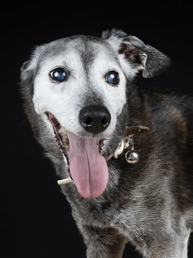 Otto viene directamente del corral donde vive en una zona de Madrid. Absolutamente abandonado, a pesar de que la persona que se supone que se ocupa de él dice que está bien. Es un claro caso de síndrome de Noé. Otto tiene terror a los hombres, tembloroso, histérico en el estudio... hace años que no sale de allí, quizás nunca haya salido.

La ASOCIACIÓN PROTECTORA LUNA, de Madrid, se está haciendo cargo de sus gastos veterinarios y le están buscando un hogar.