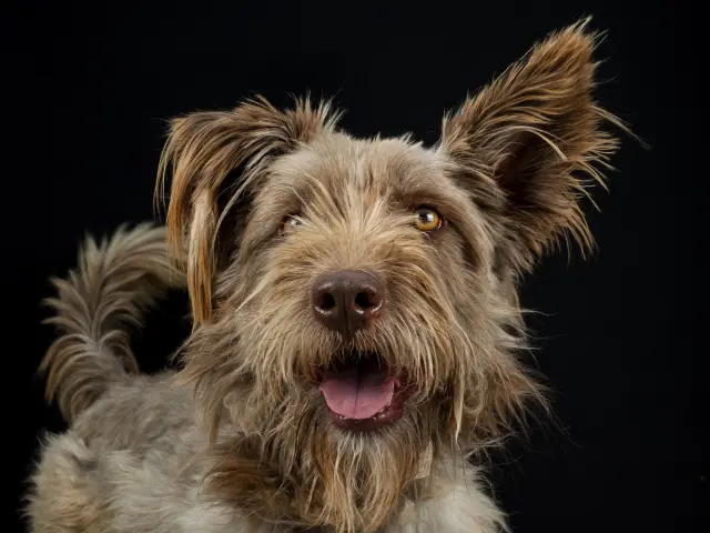 El abandono no entiende de razas ni de motivos. Da igual el gasto que hayan hecho, da igual que fuera el capricho del niño. Cuando ya no hay ganas de salir a que pasee, o mee en el parque, pues lo dejan en la calle o lo dejan atado a la puerta de la perrera. Y así es el mundo que vivimos y el que enseñamos a la siguiente generación: ¿queremos un perro? Pues lo compramos. ¿Nadie quiere limpiar la mierda en el pasillo porque nadie en casa lo ha sacado de paseo? Pues lo echamos a la calle.

Rufo, abandonado en la perrera de Úbeda por su propia familia. Un perro bello por dentro y por fuera y cero motivos de su drama.

La ASOCIACIÓN FELICAN de Jaén lo cuida en su refugio de Úbeda.