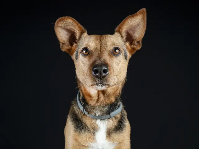 Rufo es otro de esos perros pequeños, “chuchillos de pueblo” que viven en los pueblos. Rufo vive en el refugio de la ASOCIACIÓN PROTECTORA LAS ALMAS DE TARA, en Úbeda, Jaén junto con otros como él. Los tienen separados de los perros grandotes porque son más inquietos y también más "chinchosos" ? 

Rufo va viendo como sus compañeros pequeños van saliendo, siempre salen antes los pequeños. Pero él no. Nadie se fija en él. Y es de los más veteranos allí. Creció en una finca de hípica, típico perro zascandil que va de aquí para allá sorteando coces, hasta que un día se escapó (algo muy normal en estas situaciones de absoluto abandono) y fueron las gentes de esta asociación de Úbeda quienes lo rescataron. Y de eso ya han pasado unos cuantos años.