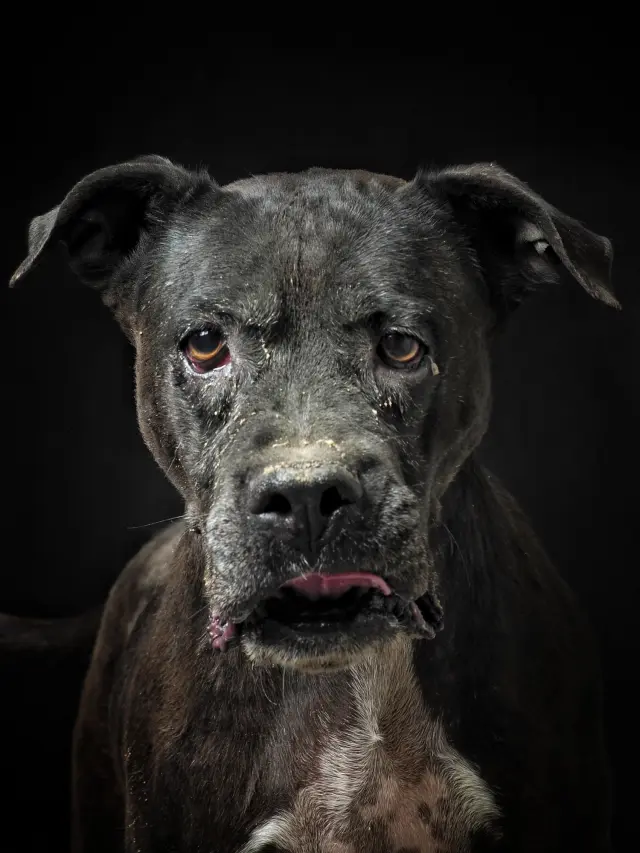 Ella es Sira. Una anciana. Vivió durante un tiempo en la perrera municipal de la ciudad de Jaén. Le faltan varios dientes, pero no le impide jugar con una pelota. Es su pasión. Podría estar horas y horas jugando con una pelota. Y dormir, también le encanta dormir. Una vida tranquila. Sólo quiere eso. Nada más.

Llegó a la perrera como tantos PPP que llegan a estas instalaciones, abandonado y recogido por la policía.

Los lugares son distintos, pero las historias de abandono y maltrato animal siempre son iguales. España es el país del abandono y maltrato animal. Sin escrúpulos. Indecente.

Sira es el retrato del abandono y del invisible. Uno de mis retratos más terribles. El colectivo MADRINAS TENEMOS CORAZÓN decidió sacarla de allí y llevarla a una residencia en Málaga donde ha mejorado mucho y se le busca adopción.
