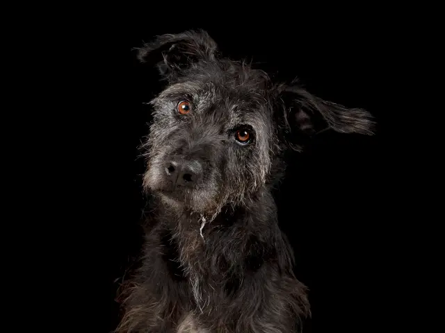 Turrón. Despeinado, pelo recio, sin raza reconocible. Un perro absolutamente diferente a todos.

Alguien pensó que Turrón no era lo suficientemente bello o bueno para él. Lo abandonó en la calle y terminó en las instalaciones de la ASOCIACIÓN PROTECTORA DEJAN HUELLA de Montilla, en Córdoba. Una chica lo rescató en un parque, donde estaba solo y desorientado.

Me encantan estos perros despeinados, negros, fuera de cualquier canon de belleza. Son los más auténticos.

Son los que más necesitan ayuda.