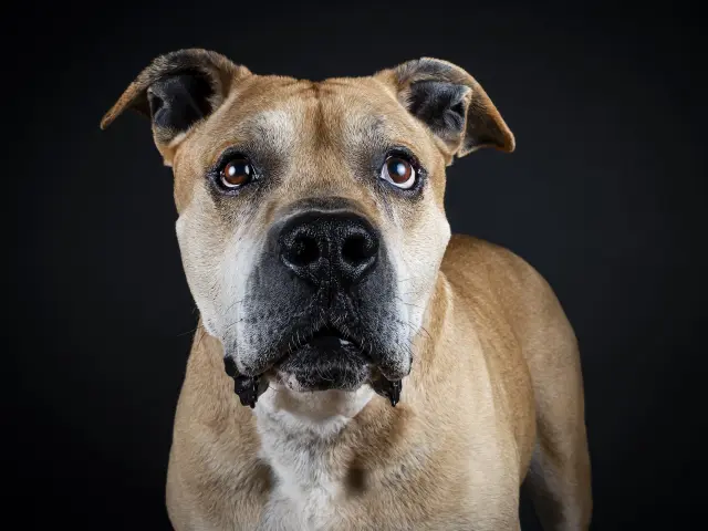 Velo va a cumplir diez años y casi todos los ha pasado en un chenil de las instalaciones del CPA del Ayuntamiento de Madrid. Hace unas semanas la ASOCIACIÓN PROTECTORA LIBERANDO PATITAS lo sacaba de allí para que viva en una residencia privada y buscarle una oportunidad de adopción.

Un perro que vive casi toda su vida sin familia, olvidado en una cárcel, es un absoluto fracaso moral para una sociedad. Mientras que perros como Velo sigan siendo invisibles, no podemos presumir de nada, porque estamos carentes de empatía, equidad o una mínima sensibilidad por el dolor ajeno.