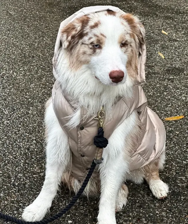 impermeable australiano