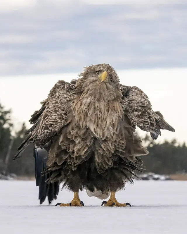 En la imagen, un águila de cola blanca eriza sus plumas con actitud desafiante. La sorprendente instantánea ganó el premio del público.