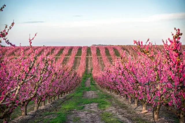Campo de melocotoneros, Aitona