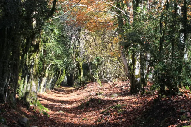 Camino Real Roncalés o GR-321, en la Comunidad Foral de Navarra