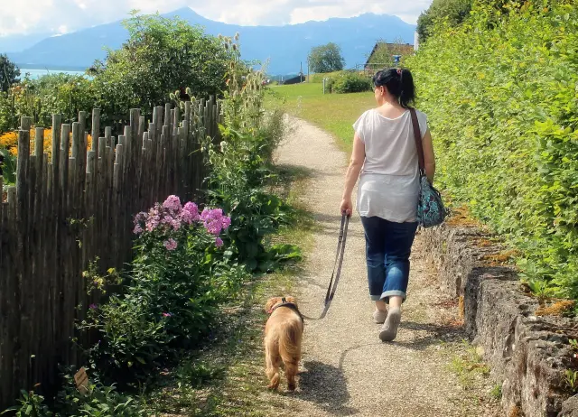 Al igual que haciendo ejercicio, es recomendable evitar las horas centrales del día para pasear a tu mascota. Sal a primera hora, cuando el calor no aprieta tanto, o a última cuando ya ha bajado la intensidad.