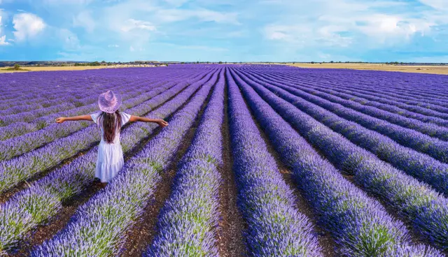 Campos de lavanda en Brihuega (Guadalajara).