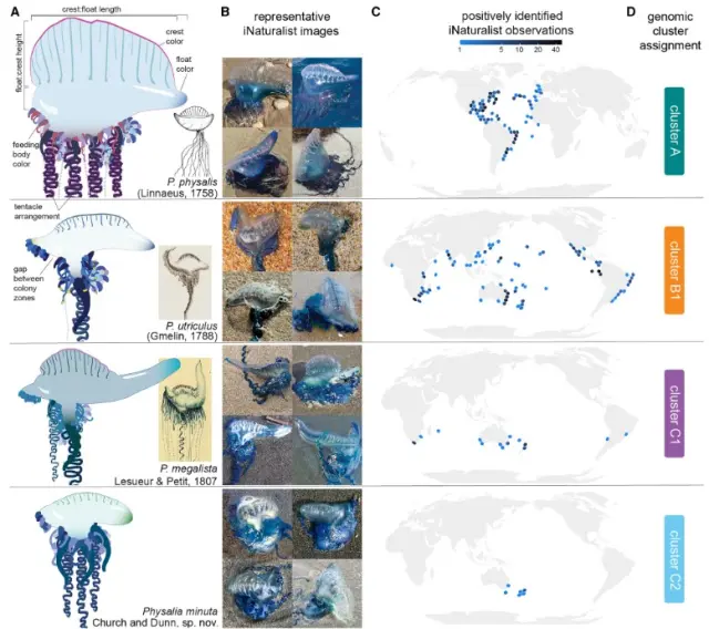 Imágenes de las cuatro especies de carabela portuguesa descritas por los investigadores en la revista Current Biology.