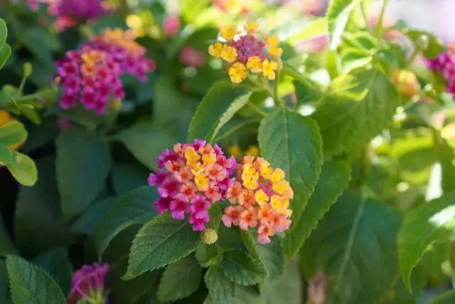 Lantana.