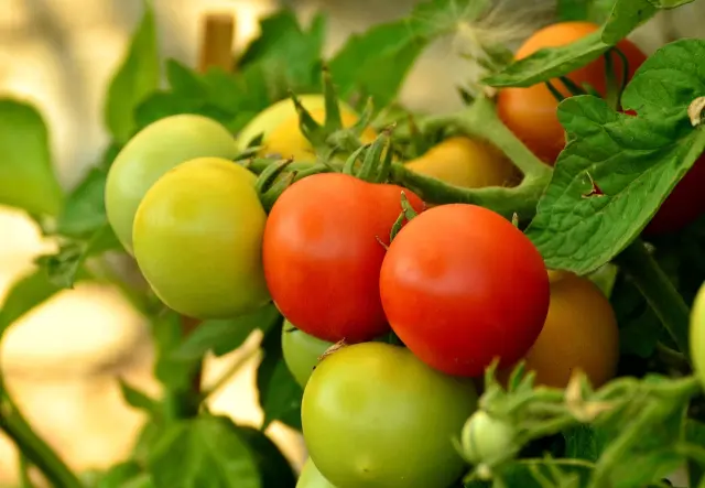 Tomatera
