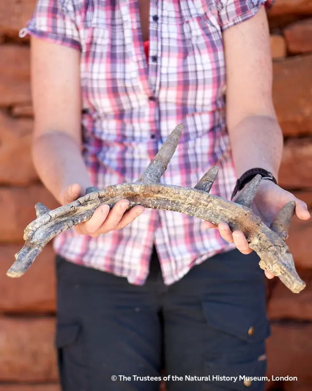 Costilla del ejemplar del dinosaurio descubierta.