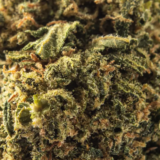 La regulación del CBD en España pone orden y evita el estigma y el fraude.