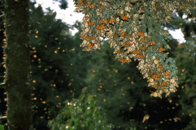 Millones de mariposas monarcas migran entre Estados Unidos y México y en los bosques se agrupan, formando un manto naranja en árboles y ramas.