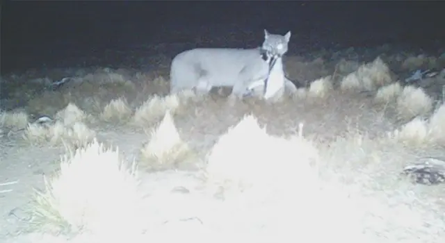 Fotografía nocturna de un puma en plena cacería de pingüinos en la Patagonia argentina.