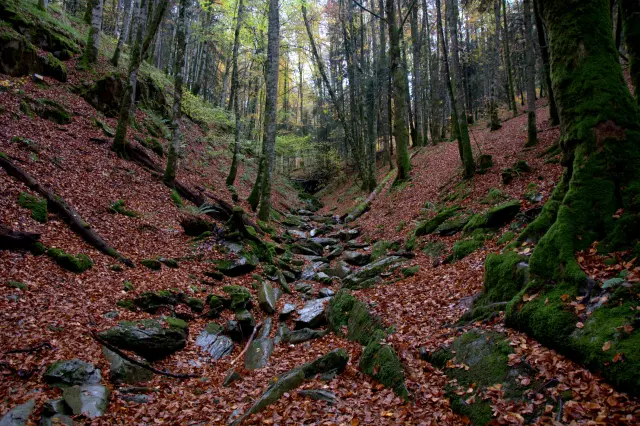 La Selva de Irati, en Navarra, es uno de los bosques mejor conservados de Europa gracias a su enorme cantidad de abetos y hayas. Un entorno verde y mágico, lleno de naturaleza intacta, que recuerda a los bosques lluviosos de Nueva Zelanda.