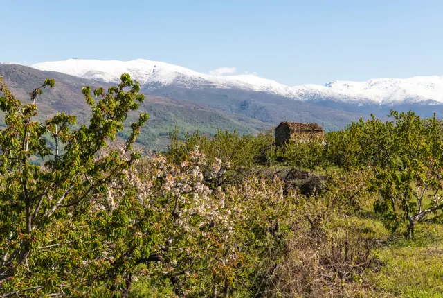 Este paraje extremeño destaca por sus cerezos en flor, que tiñen de blanco los valles verdes. Sus ríos, gargantas y bosques recrean ese colorido tan característico de la primavera de Nueva Zelanda.