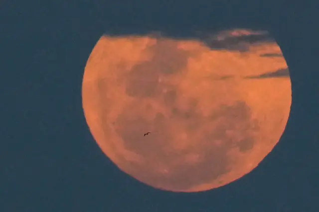 A bird flies past a full moon over Panama City, Wednesday, April 1, 2026. (AP Photo/Matias Delacroix)