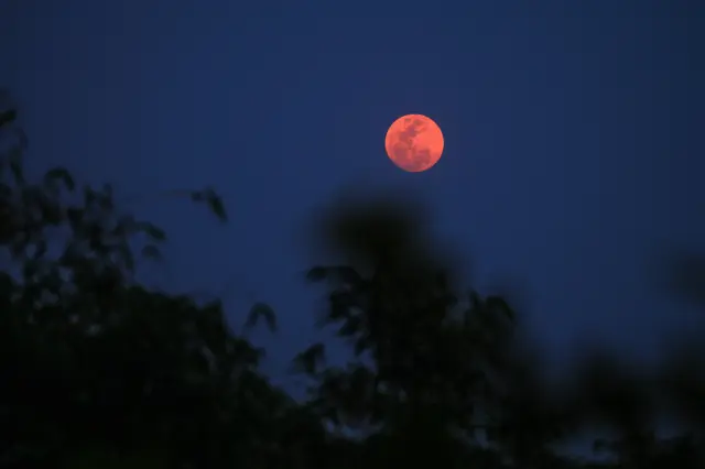 The Pink Moon, April's full moon and the first full moon of spring, rises through the tree branches of a forest in Tehatta, West Bengal, India, on April 1, 2026. This ''micro moon'' appears slightly smaller and dimmer as it coincides with the moon's apogee, its farthest point from Earth. Other names for this moon include Breaking Ice Moon, Budding Moon, Awakening Moon, Egg Moon, and Paschal Moon. It is named after Phlox subulata, a pink spring wildflower, and symbolizes renewal and growth. (Photo by Soumyabrata Roy/NurPhoto via Getty Images)
