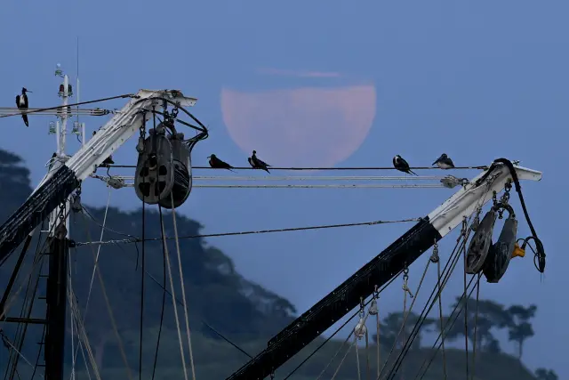 AME9810. LA CHORRERA (PANAMÁ), 01/04/2026.- Aves reposan durante la luna llena rosa este miércoles, en el poblado de Puerto Caimito, en La Chorrera (Panamá). EFE/ Bienvenido Velasco
