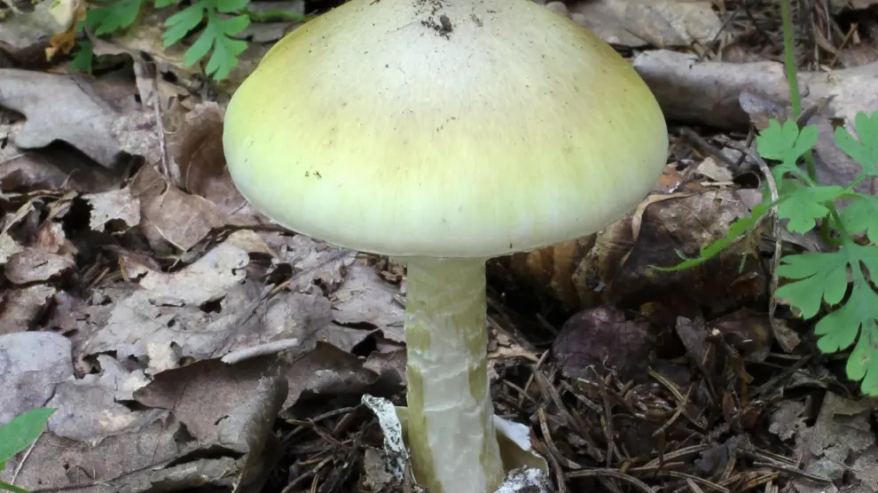 Imágen de la noticia