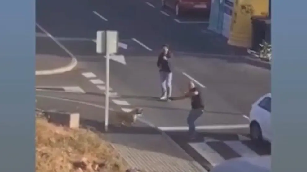 puede una pistola taser matar a un perro