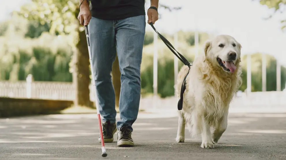 cómo me relaciono con mi nuevo perro
