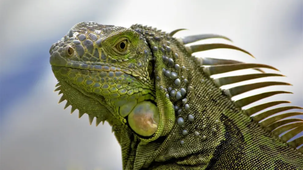 iguana verde en la cola