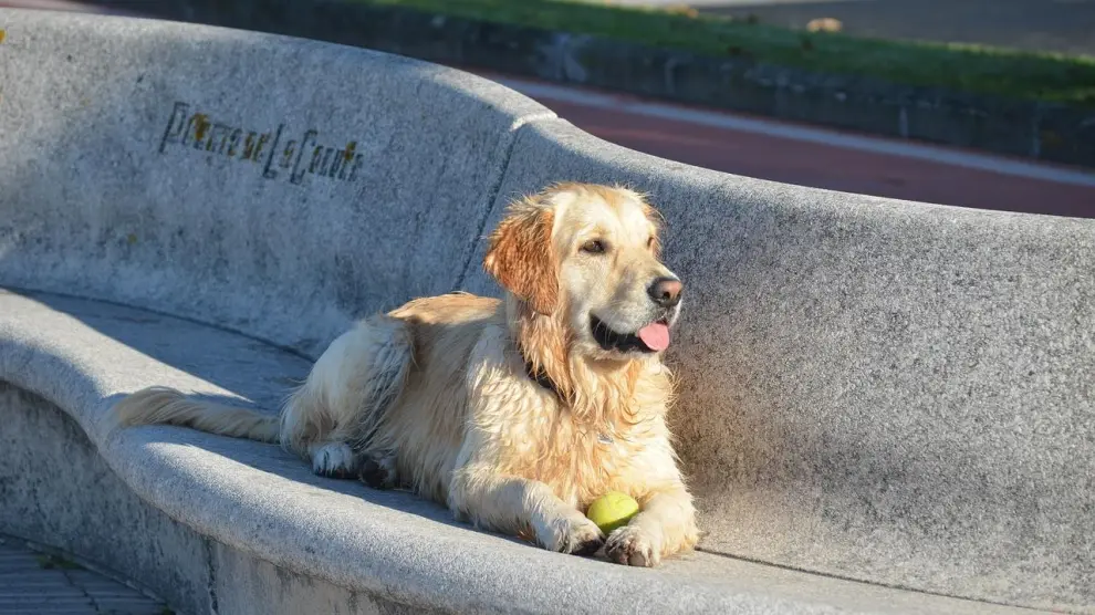 se permiten perros en el parque labrador