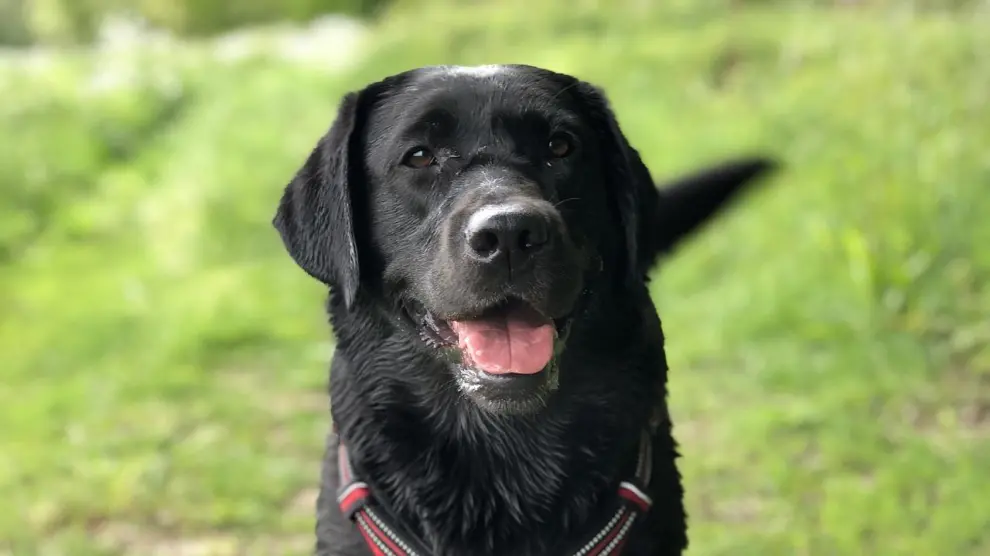 por qué los perros mueven las orejas