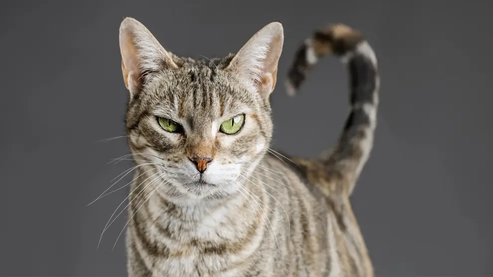Descubre qué significan los ojos entrecerrados de tu gato y su código ...