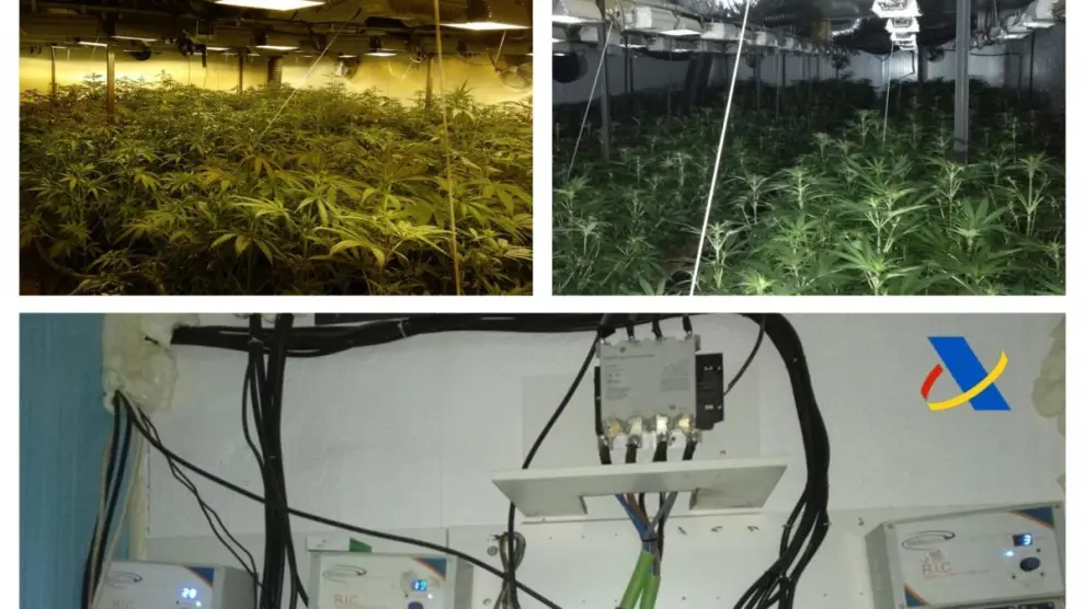 La Agencia Tributaria interviene 1.700 plantas de marihuana ocultas en una nave industrial de Cartagena