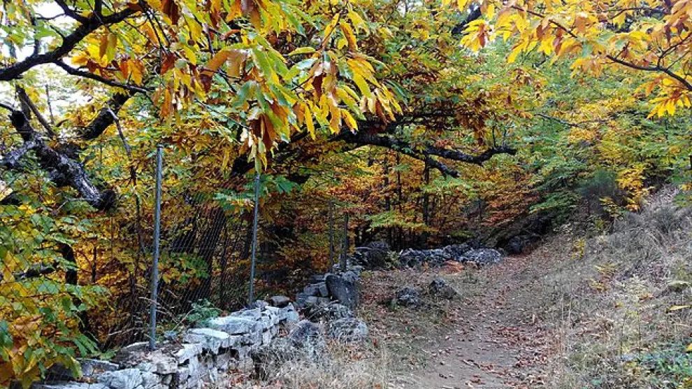 La bonita ruta de senderismo en medio del bosque de castaños más grande de Madrid