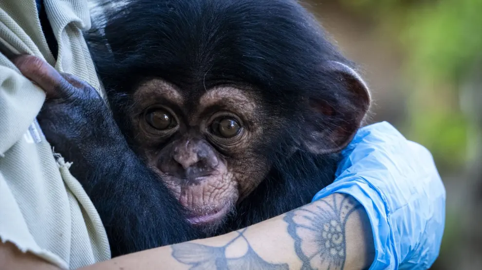 El chimpancé nacido en Bioparc prosigue "con éxito" la última fase de cuidado con contacto humano