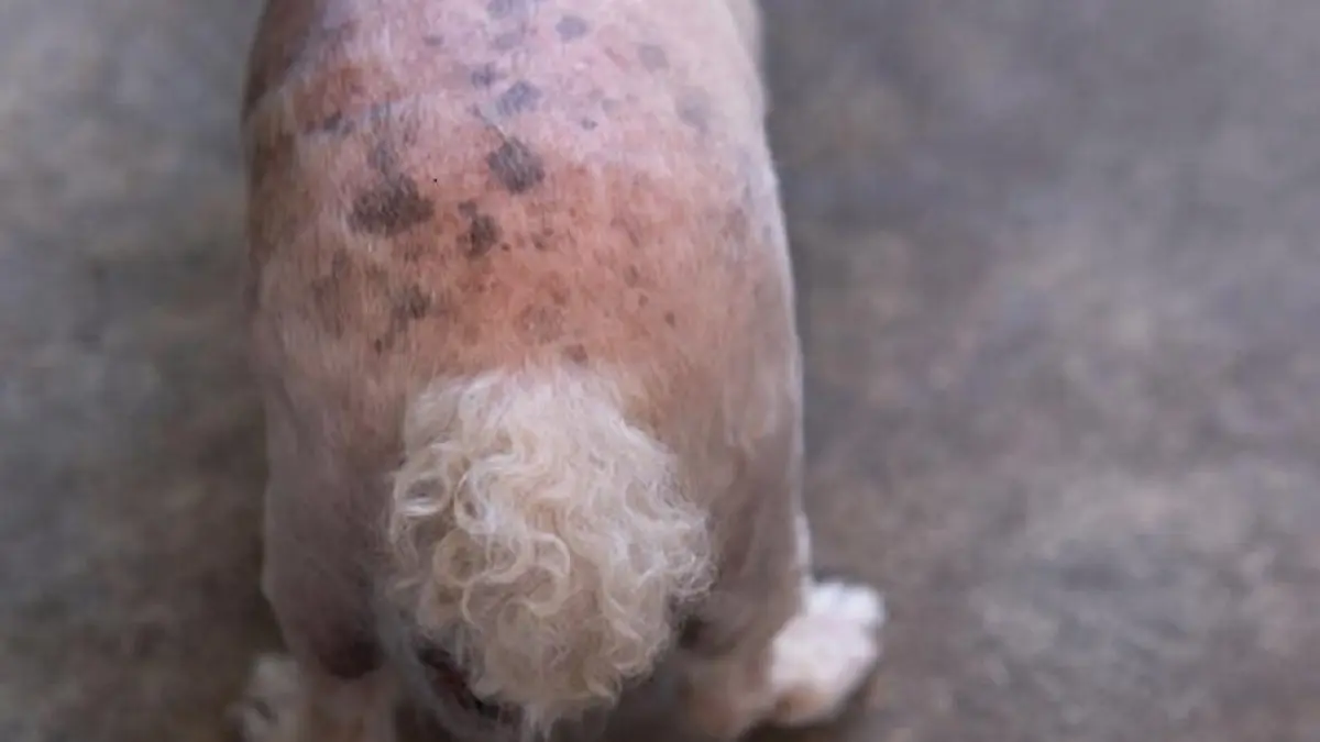 es normal que la piel de mi perro sea rosada