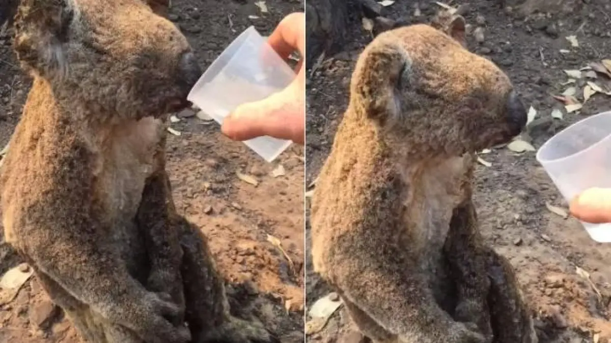 Vídeo: El desgarrador vídeo de un koala quemado bebiendo agua tras ...