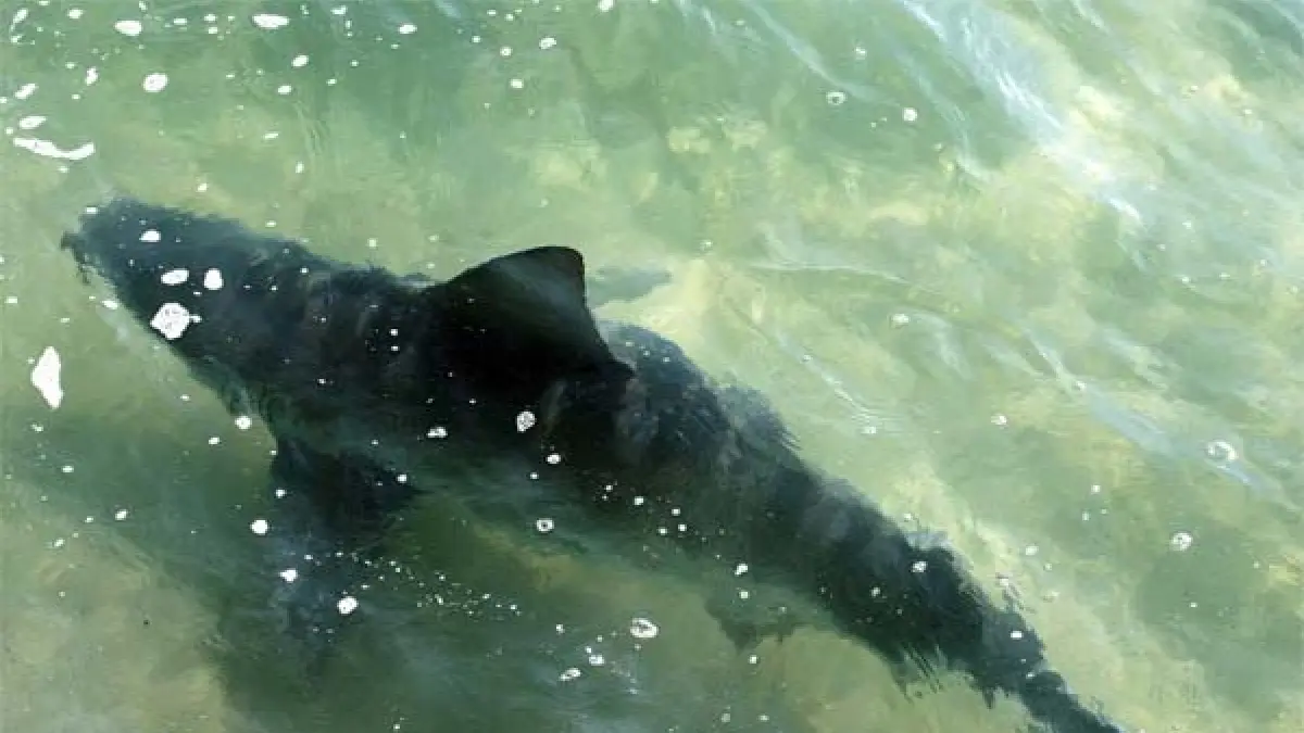 Avistado un tiburón a unos cinco metros de la costa de Tarragona Avistado un tiburón a unos cinco metros de la costa de Tarragona
