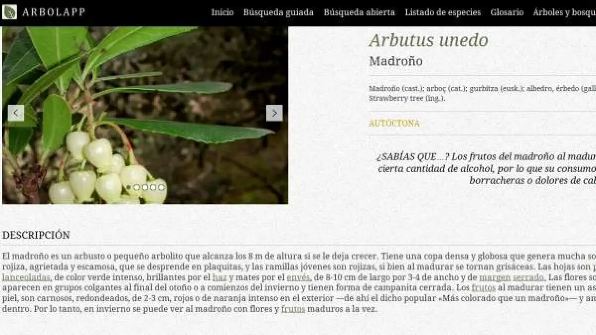 Arbolapp es una app para que cualquiera, sin saber botánica, pueda  identificar un árbol