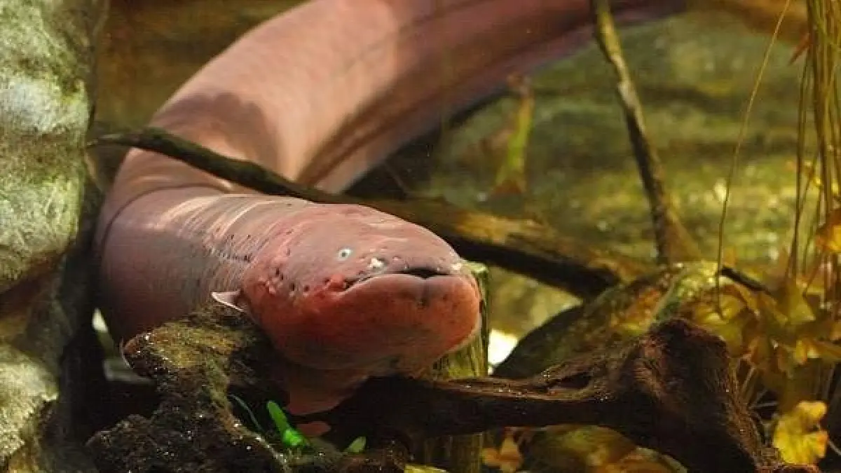 Una Nueva Anguila Electrica Produce La Mayor Descarga Del Reino Animal