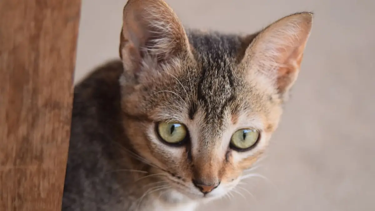 Una gata "enloquece" y mantiene dos días a su dueña encerrada en la cocina