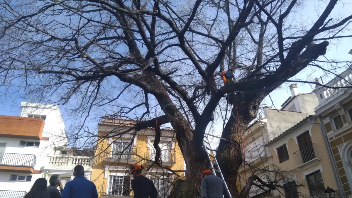Especialistas comprueban el estado del olmo centenario de ...