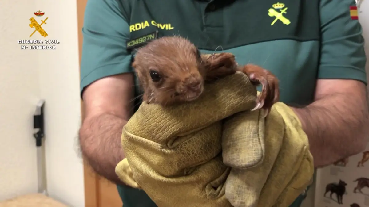 El SEPRONA rescata a una ardilla que se había colado en el interior de