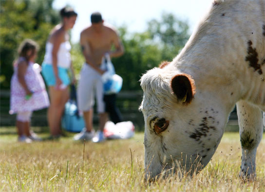 Un brote de fiebre aftosa ha levantado la alarma en las granjas del sur de Inglaterra. En la imagen, una vaca del condado de Surrey.
