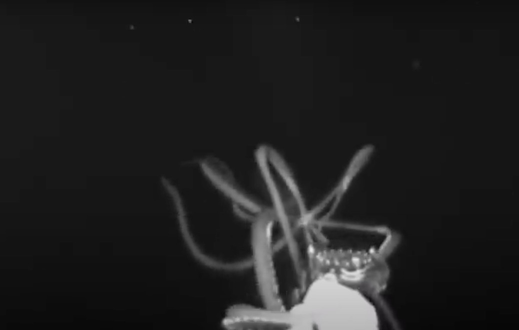 Consiguen grabar por primera vez a un calamar gigante acechando a su