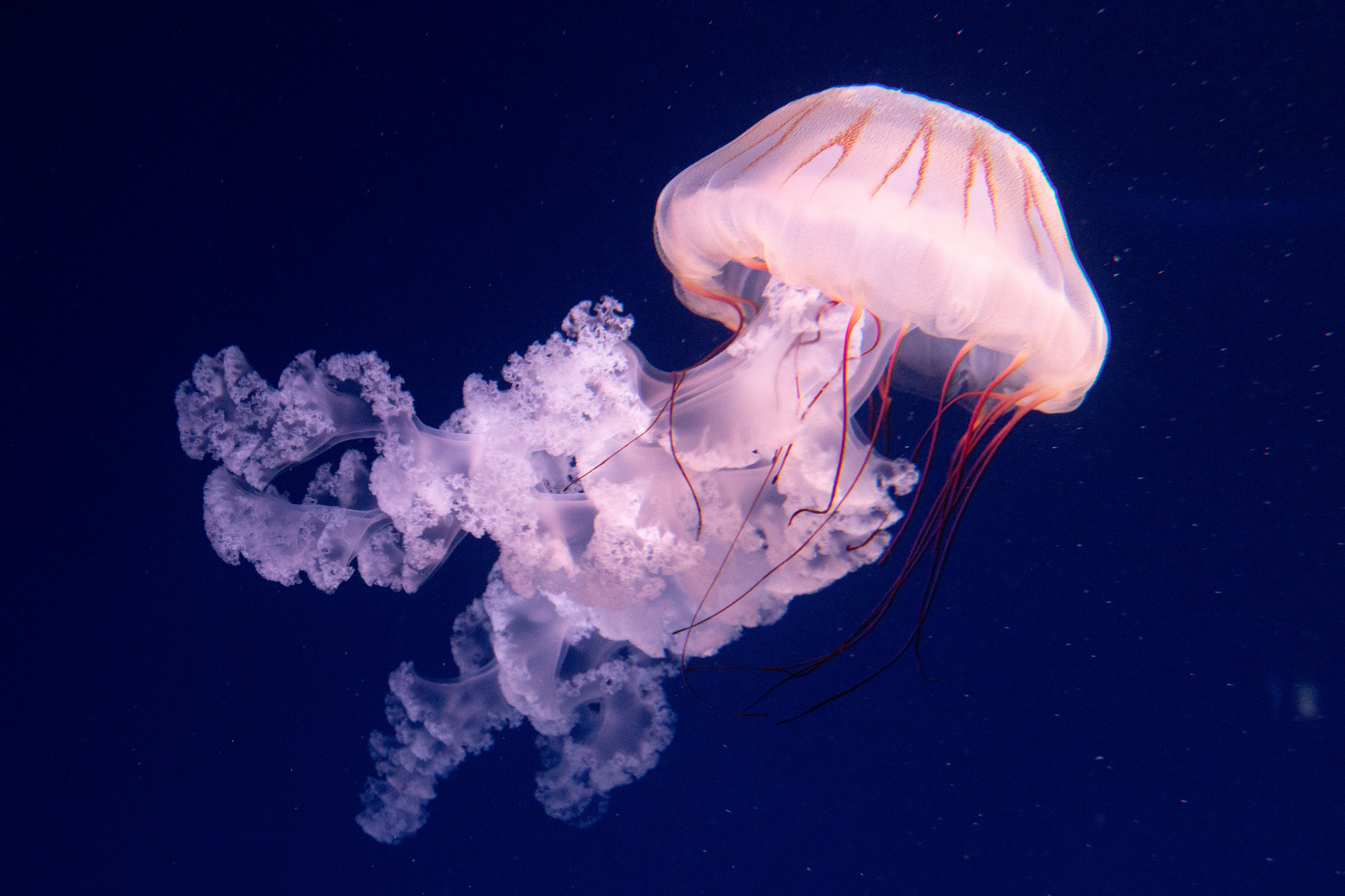 Медуза арбуз. Необычная медуза. Арбузная медуза. Медузы арбузы. Тигровая медуза.