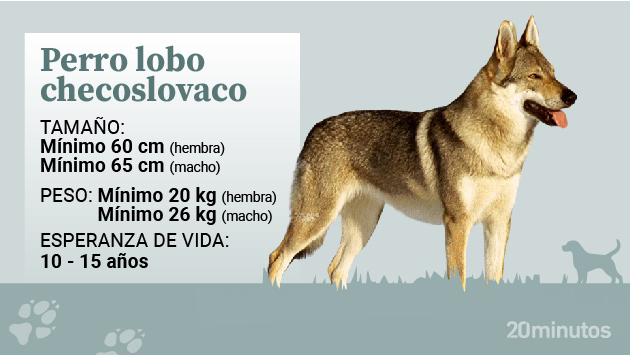 Cão de lobo tchecoslovako.
