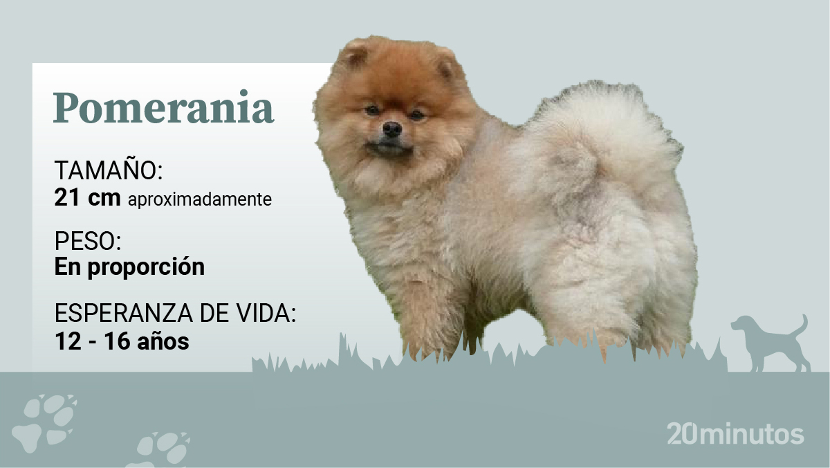 Así es el pomerania, un perro de aspecto esponjoso y personalidad fuerte