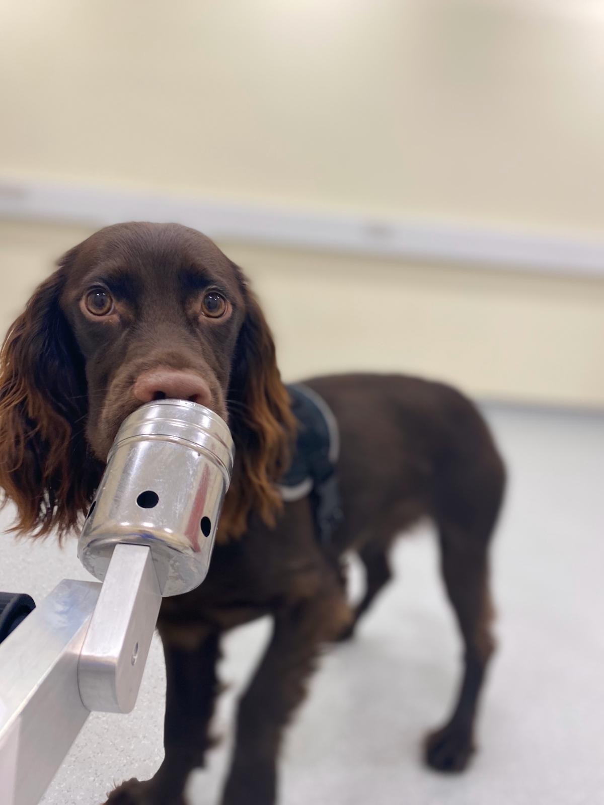 Los perros pueden oler cuando estamos estresados